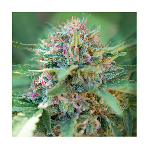 Cannabisblüte Alien Technology