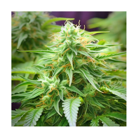 Cannabisblüte Banana Hammock