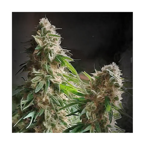 Cannabisblüte Black Domina