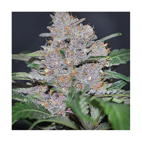 Cannabisblüte Blue Dream