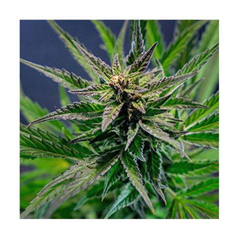 Cannabisblüte Blueberry