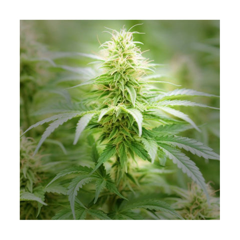 Cannabisblüte Candy Rain