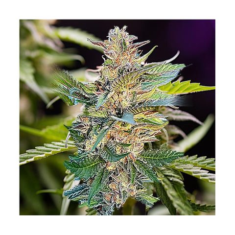 Cannabisblüte Gelato