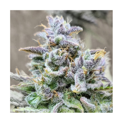 Cannabisblüte Girl Scout Cookies