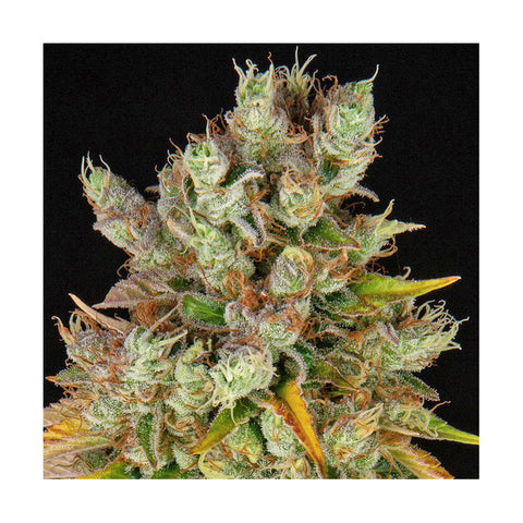 Cannabisblüte GMO Cookies