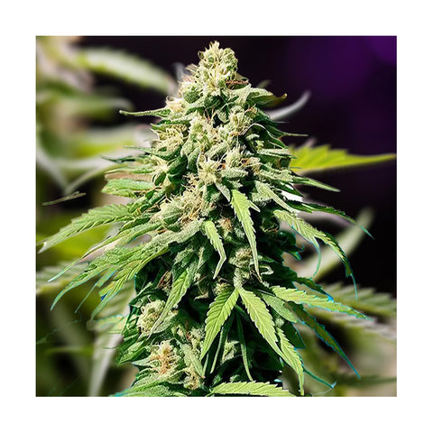 Cannabisblüte OG Kush