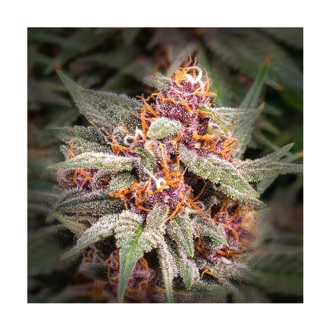 Cannabisblüte Runtz