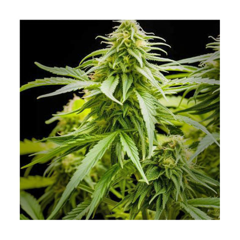 Cannabisblüte Sour Diesel
