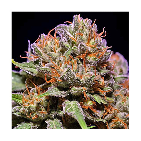 Cannabisblüte Trainwreck