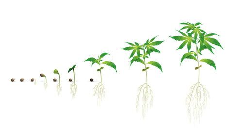 Darstellung vom Samen zur Cannabispflanze