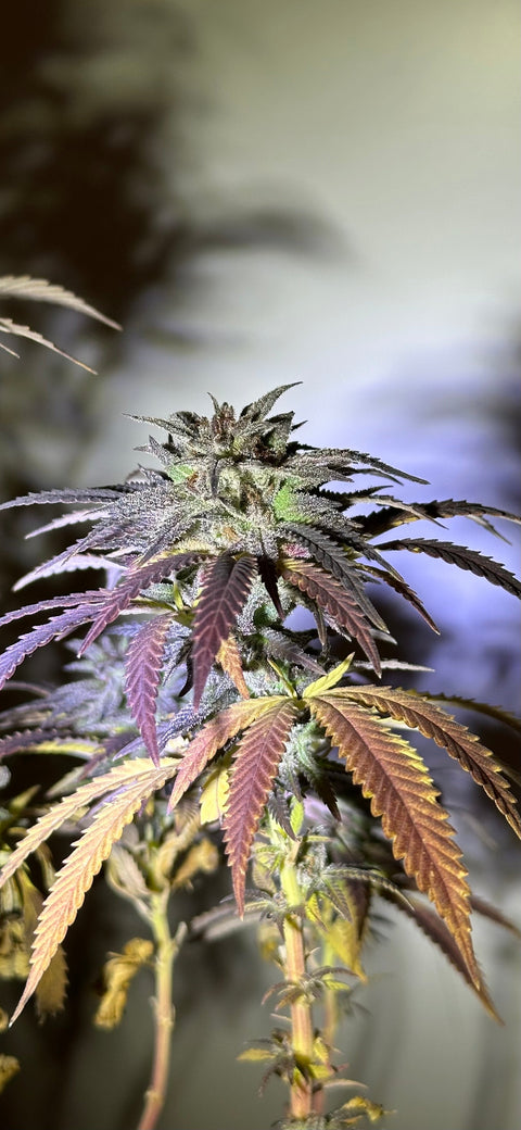 Echte Pflanzen – Echte Bilder: Unsere Philosophie für mehr Authentizität