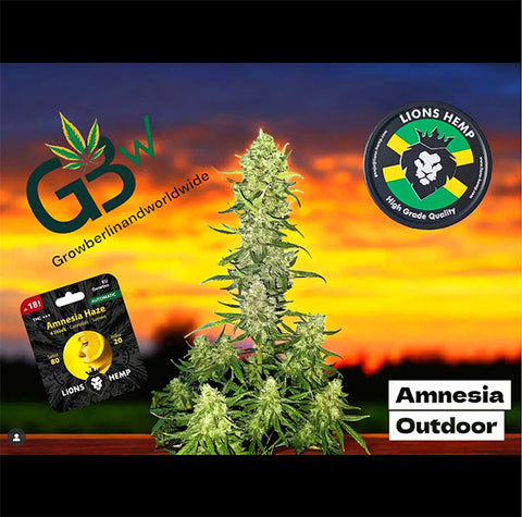 Hanfsamen Amnesia Haze autoflowering