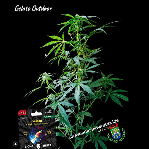 Hanfsamen Gelato autoflowering