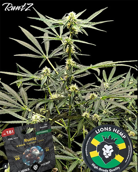 Hanfsamen Runtz autoflowering